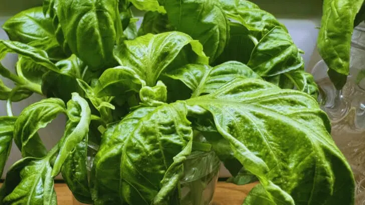21 Reasons Why You Need To Add Basil To Your Garden