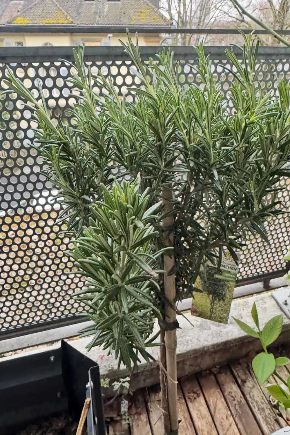 Rosemary on my balcony
