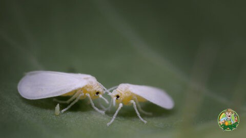 The Ultimate Spring Pest Hit List: 15 Bugs to Watch Out For