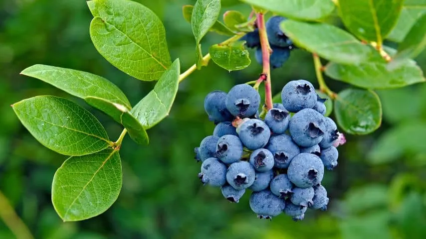 11 Plants That Hate Your Soil 3