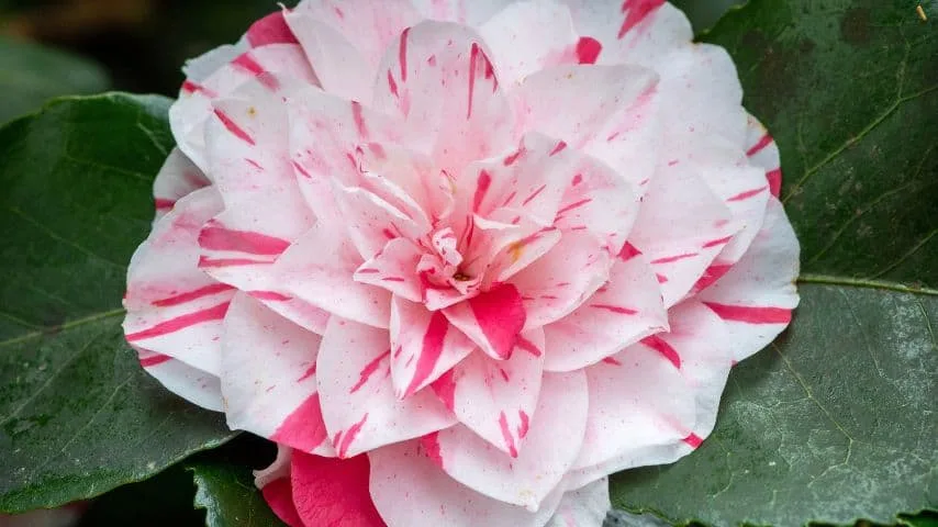 11 Plants That Hate Your Soil 7