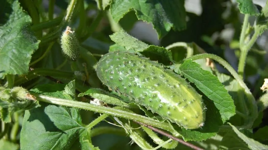 7 Plants You Should Never Water in the Afternoon 5
