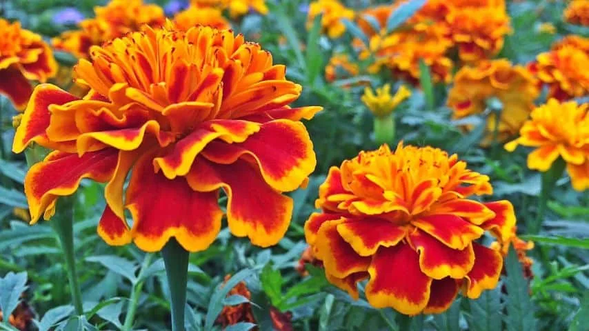 7 Plants You Should Never Water in the Afternoon 4