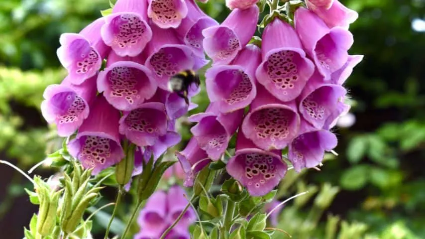 11 Plants That Hate Your Soil 8