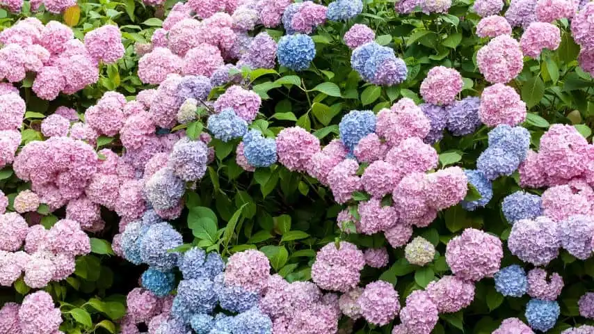 11 Plants That Hate Your Soil 1