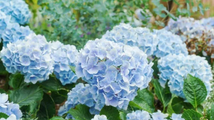 7 Plants You Should Never Water in the Afternoon 2