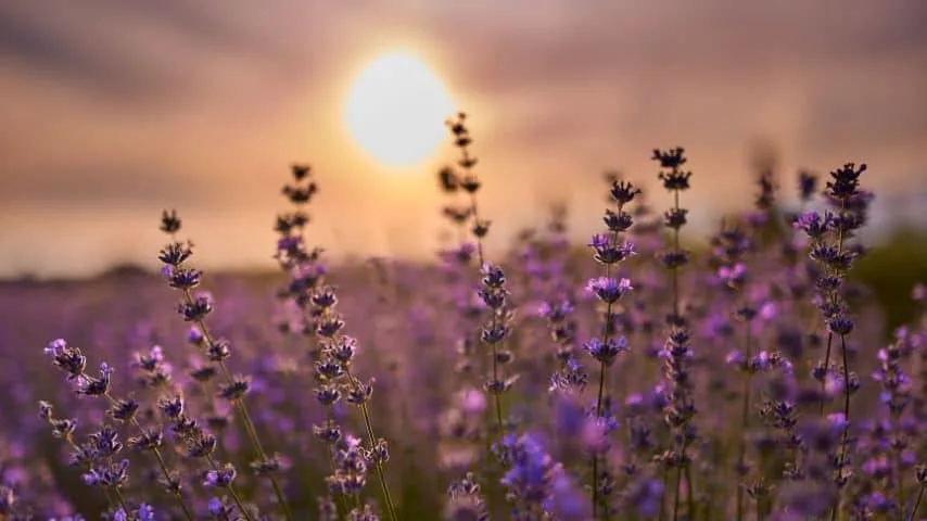 11 Plants That Hate Your Soil 2