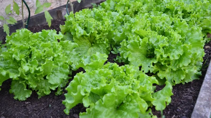 7 Plants You Should Never Water in the Afternoon 1