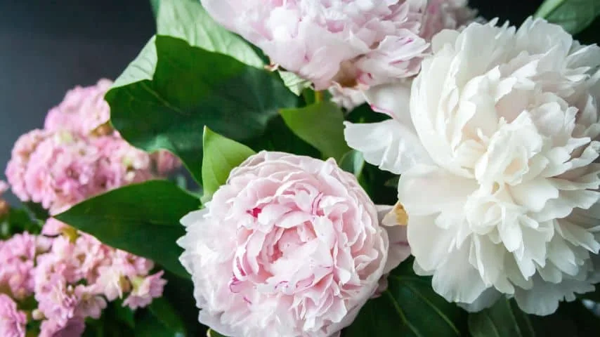 11 Plants That Hate Your Soil 4