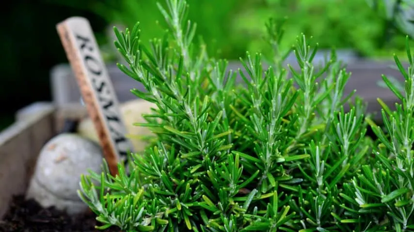 11 Plants That Hate Your Soil 5
