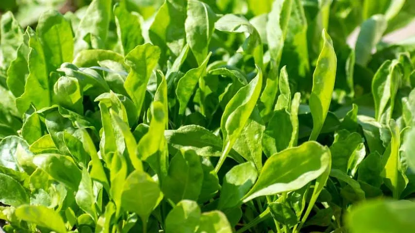 7 Plants You Should Never Water in the Afternoon 7
