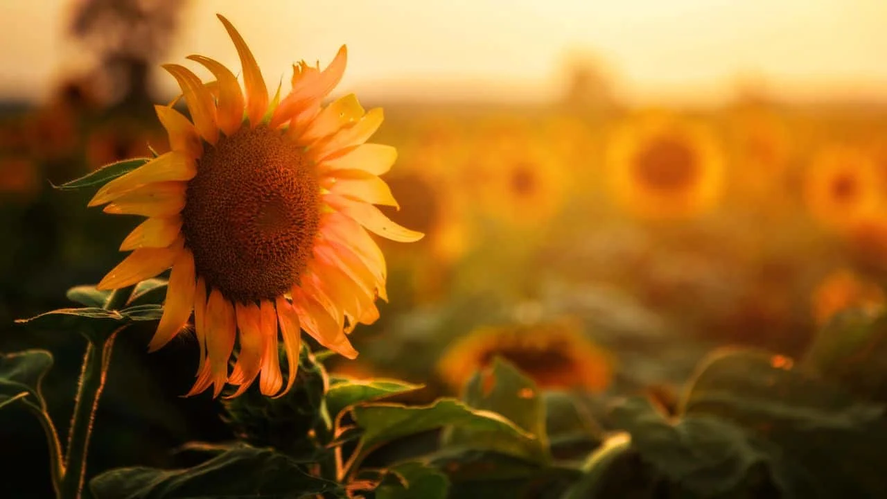 9 Best Annuals to Plant in Late May &mdash; Perfect Timing 4