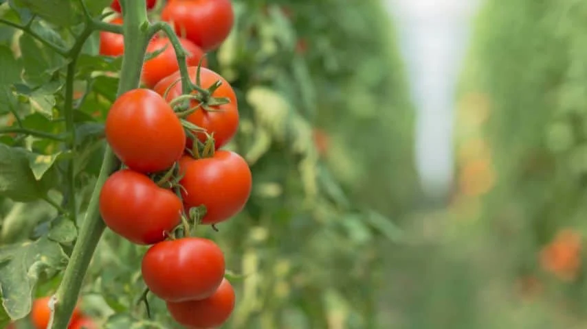7 Plants You Should Never Water in the Afternoon 3