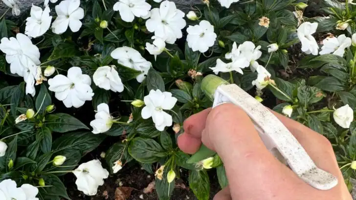 14 Summer Garden Tasks That Are a Complete Waste of Time