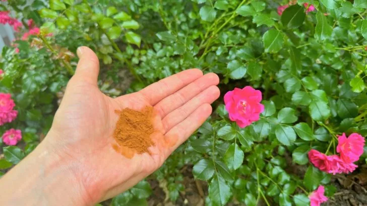 Should You Really Be Sprinkling Cinnamon in Your Garden?