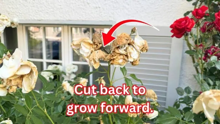 7 Tips to Make Your Garden Look Better in Minutes Without Buying Anything