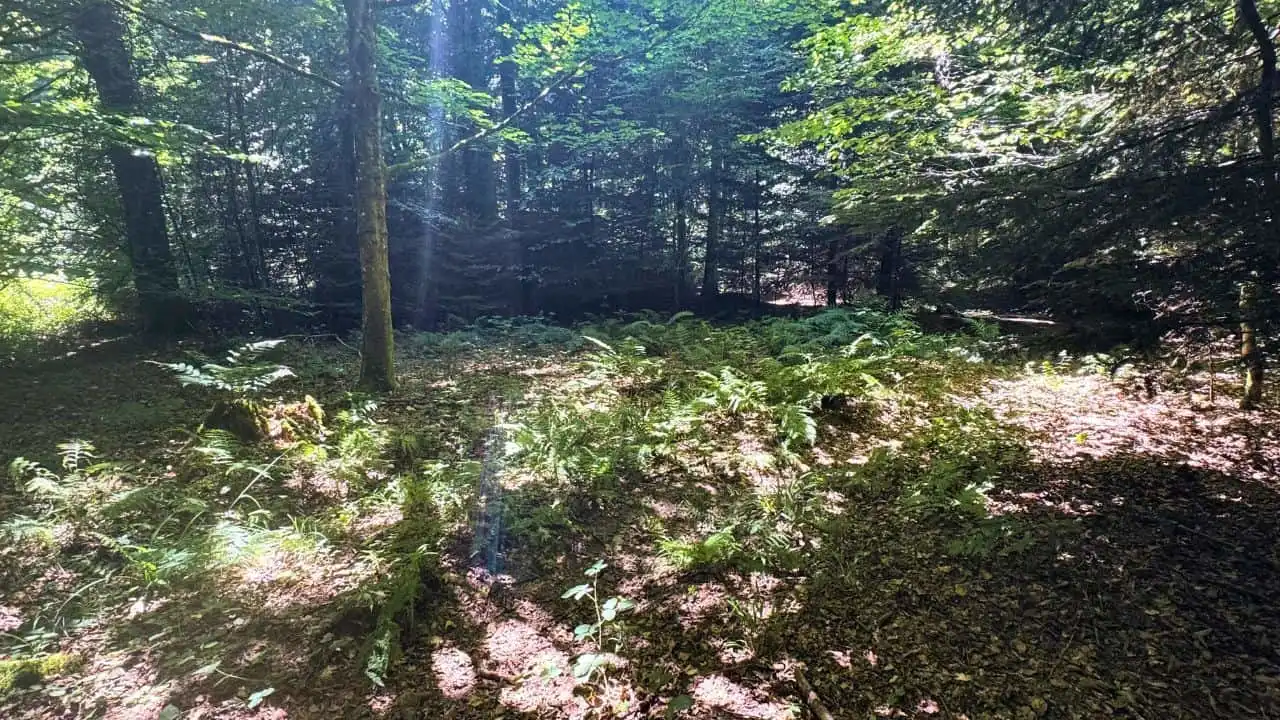 Too Much Sun? Here&rsquo;s What the Woods Know That You Don&rsquo;t 1