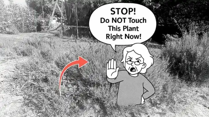 The One Plant You Shouldn&rsquo;t Touch in July
