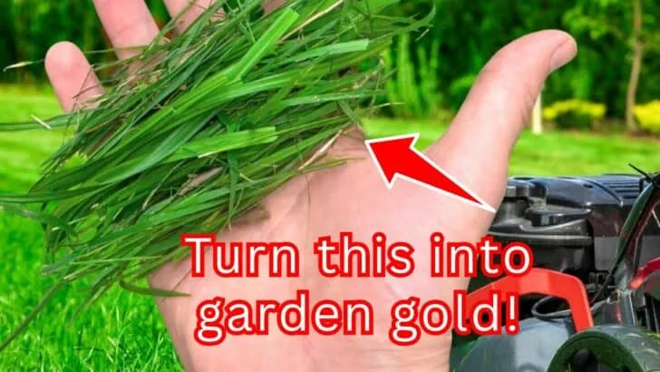 8 Smart Grass Clipping Tricks Every Gardener Should Know