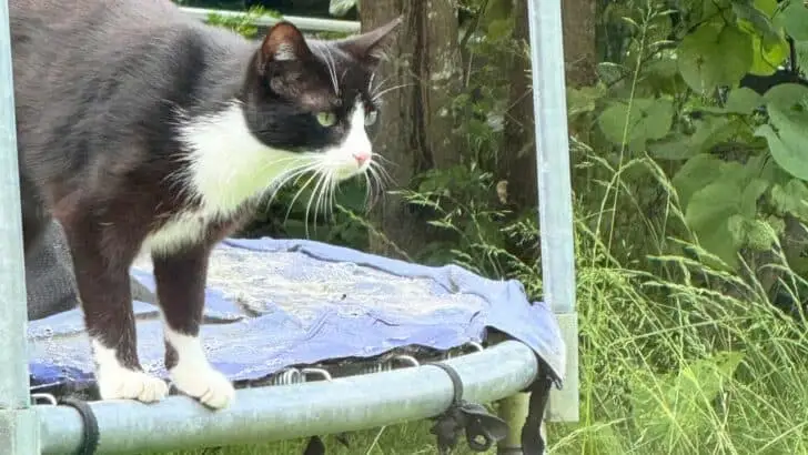 8 Ways to Cat-Proof Your Garden Without Starting a War