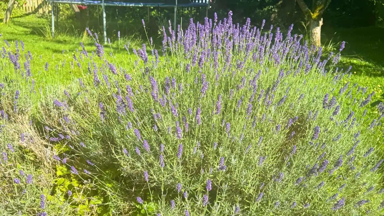 17 Plants That Make Your Garden Pop with Color 7
