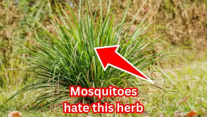 The One Herb That Keeps Mosquitoes Away (and Smells Amazing)
