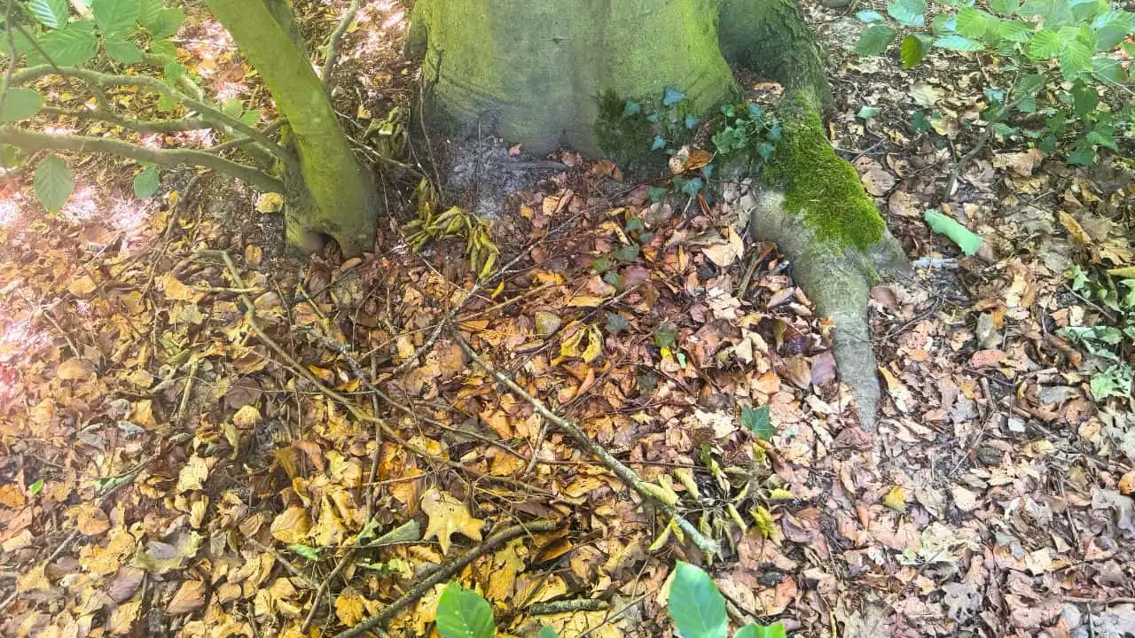 Too Much Sun? Here&rsquo;s What the Woods Know That You Don&rsquo;t 2