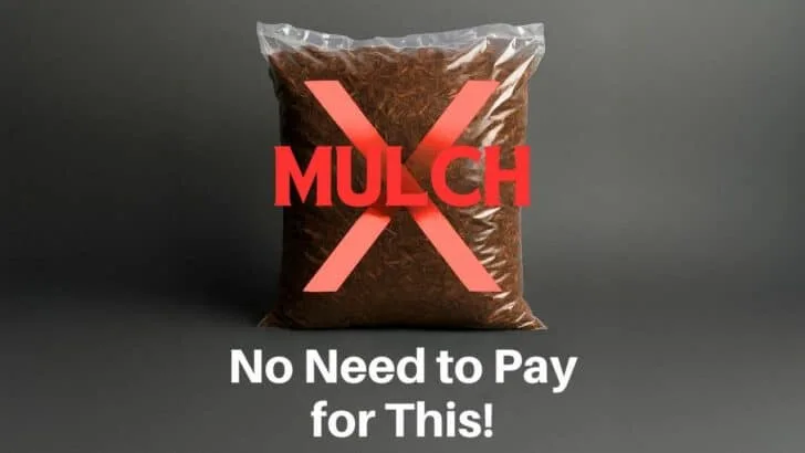 13 Free Mulch Ideas That Are Better Than Store-Bought Bags