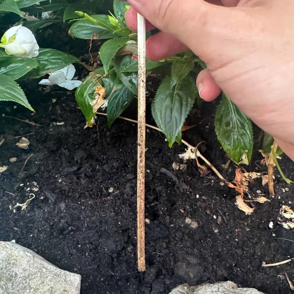 The Garden Mistake Everyone Makes After It Rains 1