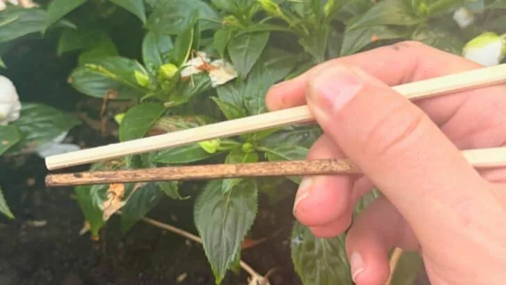 The Garden Mistake Everyone Makes After It Rains