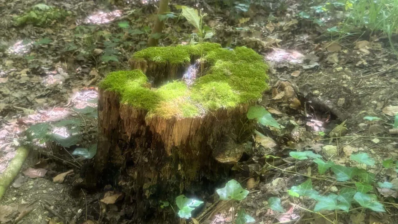 Too Much Sun? Here&rsquo;s What the Woods Know That You Don&rsquo;t 3