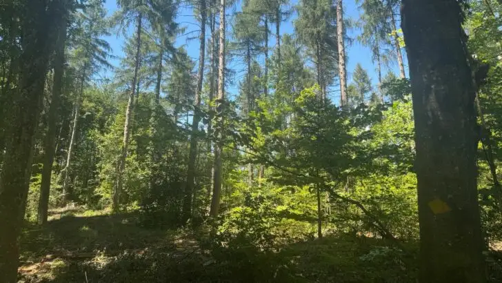 Too Much Sun? Here&rsquo;s What the Woods Know That You Don&rsquo;t