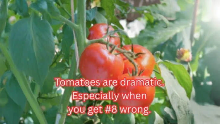 13 Reasons Your Plants Die Early