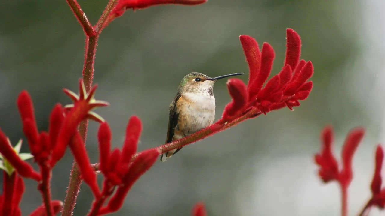 These 9 Plants Look Too Exotic to Survive Your Garden (But They Will) 5