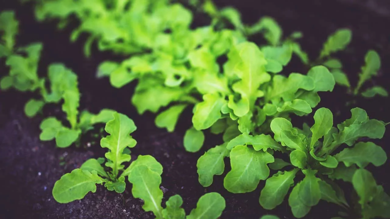 15 Best Things to Plant in August 4