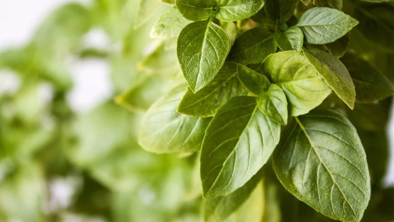15 Best Things to Plant in August 13