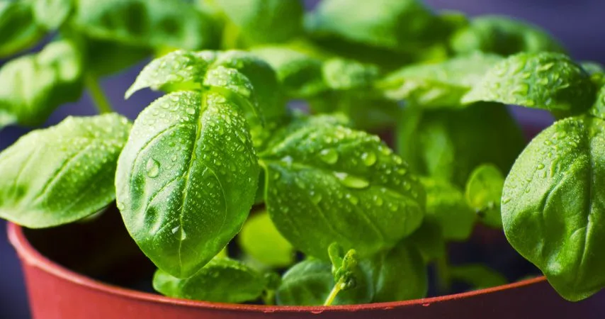 11 Plants That Should Be Thriving Right Now 3