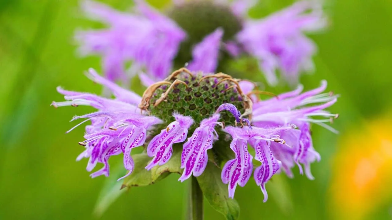 13 Perennials You Should Divide Soon (If You Want Triple the Blooms Next Year) 4