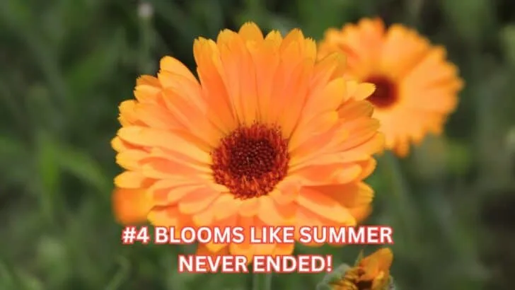 15 Best Things to Plant in August