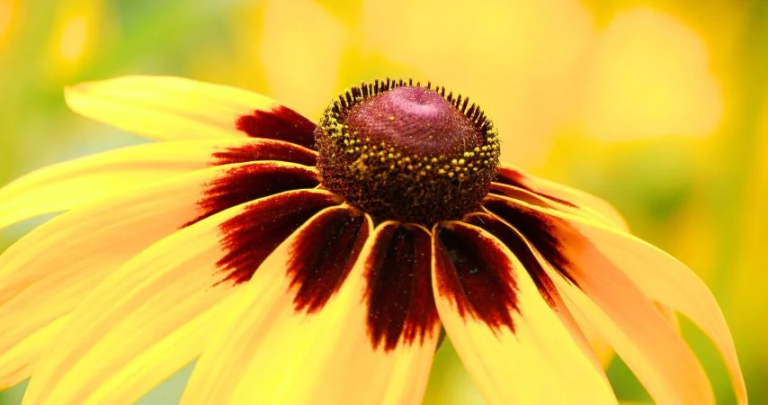 11 Plants That Should Be Thriving Right Now 4