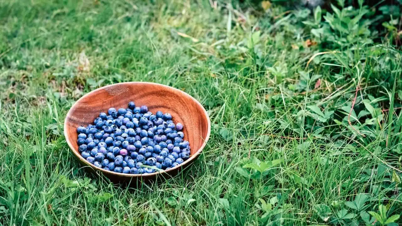 Why Older Gardeners Grow the Best Blueberries 2