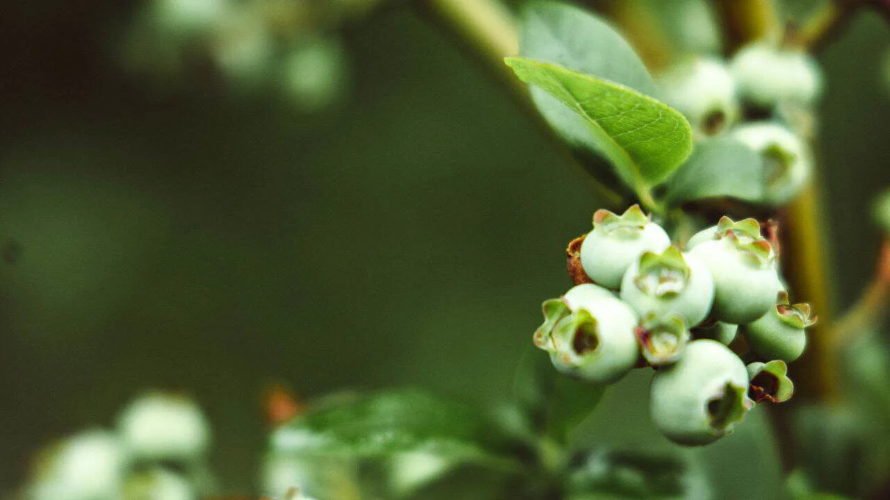 Why Older Gardeners Grow the Best Blueberries 4