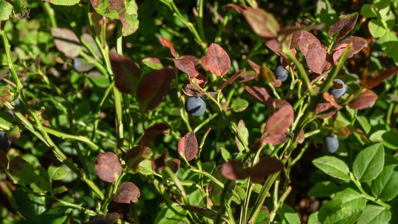 Why Older Gardeners Grow the Best Blueberries 3