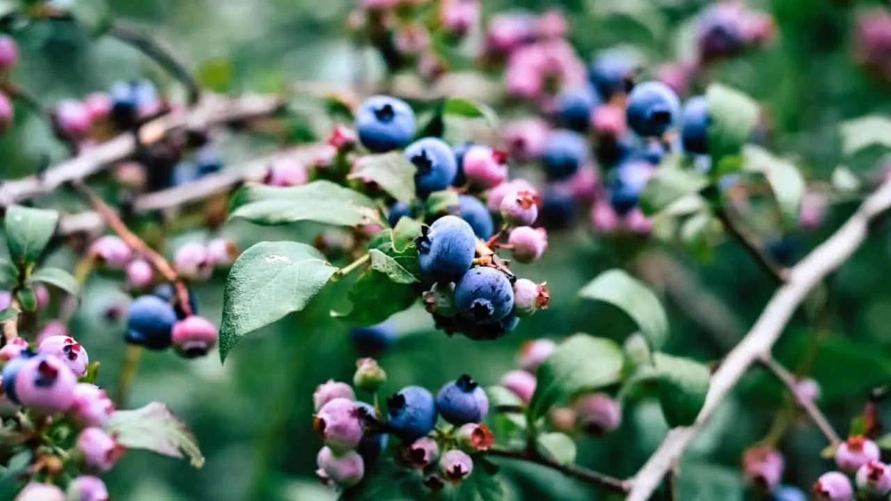 Why Older Gardeners Grow the Best Blueberries 1