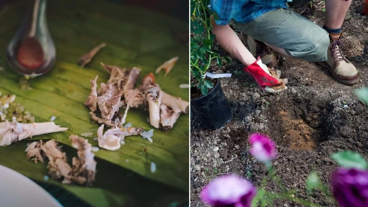 The One Thing You MUST Add to the Hole Before Planting 4