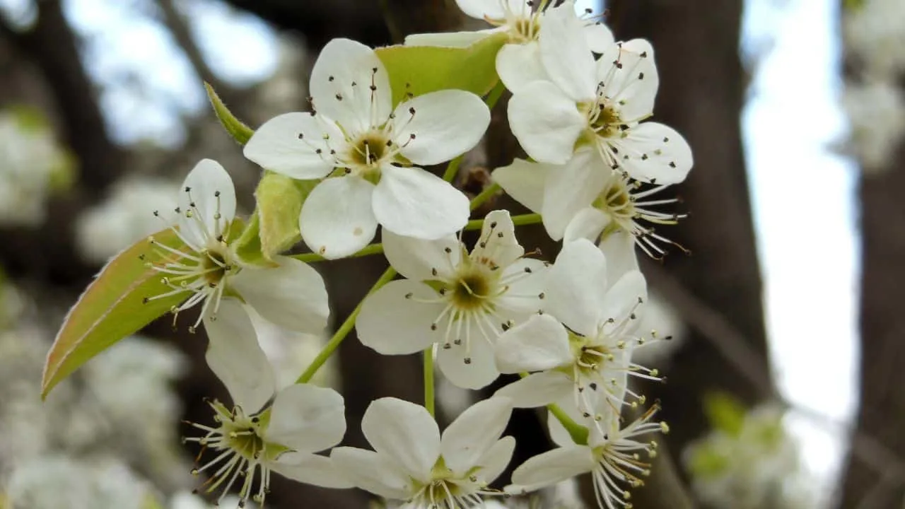 Your Favorite Plant Might Get Banned Soon 5