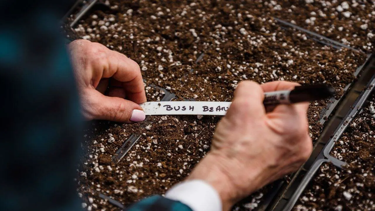 15 Best Things to Plant in August 8