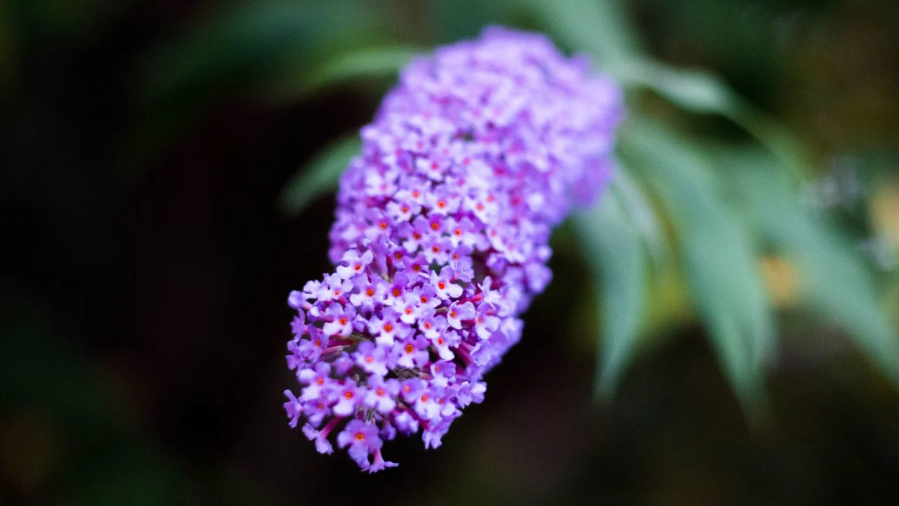Your Favorite Plant Might Get Banned Soon 1