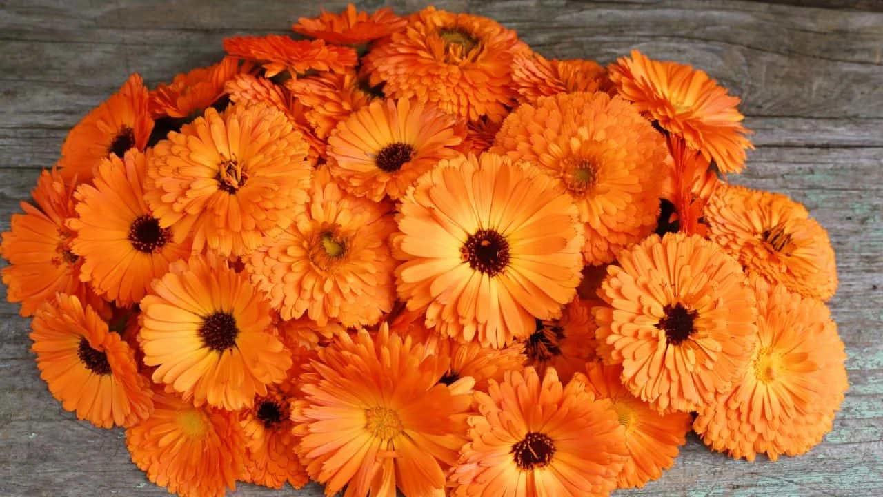 15 Best Things to Plant in August 5