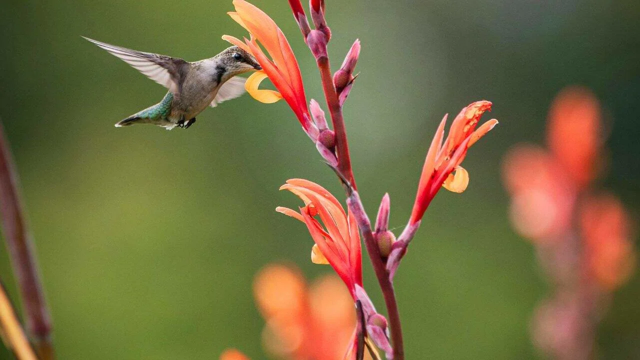 These 9 Plants Look Too Exotic to Survive Your Garden (But They Will) 3